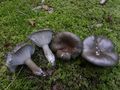 Hygrophorus camarophyllus